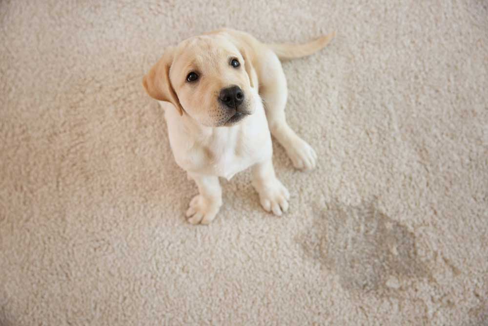remove pet stains
