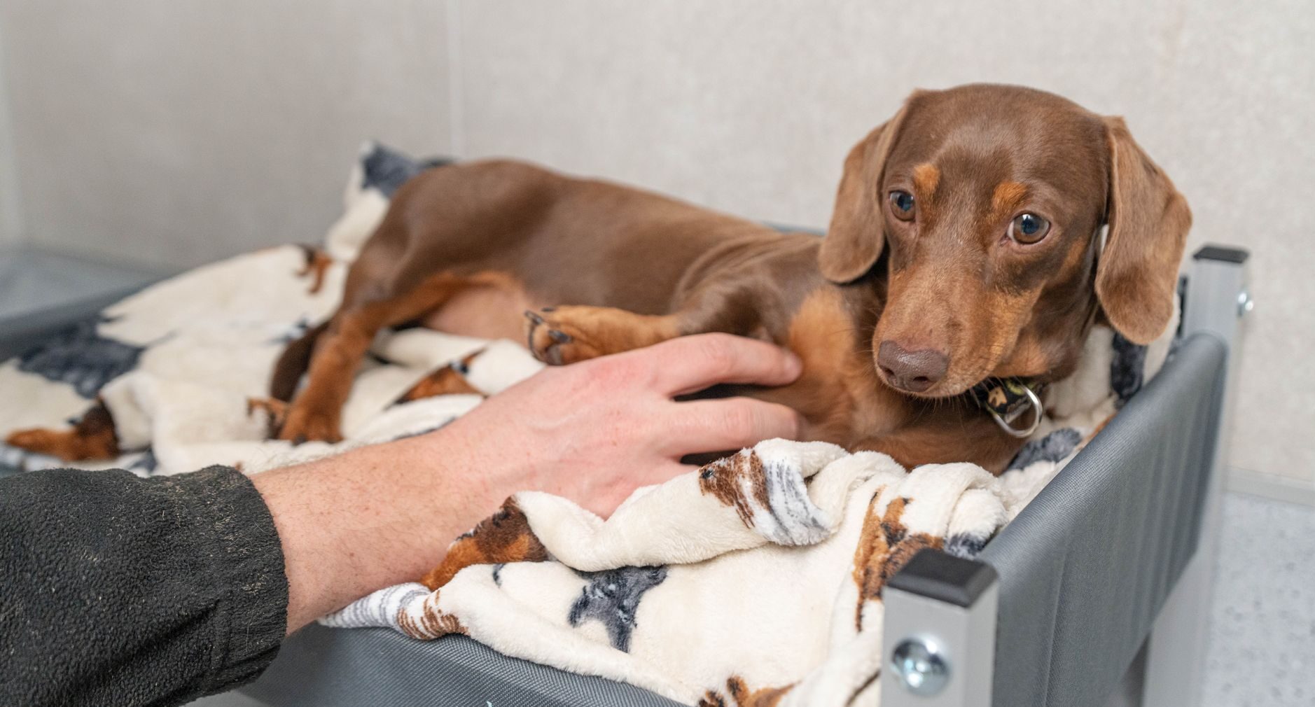 Dog boarding kennels